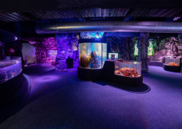 Sea Life Kelly Tarltons Sea Cave Adventure | BSK Projects