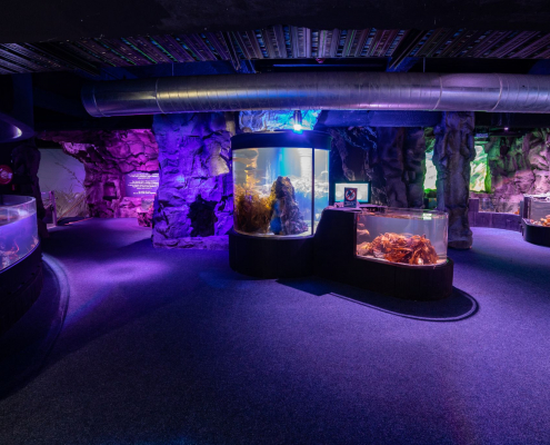 Sea Life Kelly Tarltons Sea Cave Adventure | BSK Projects