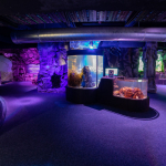 Sea Life Kelly Tarltons Sea Cave Adventure | BSK Projects